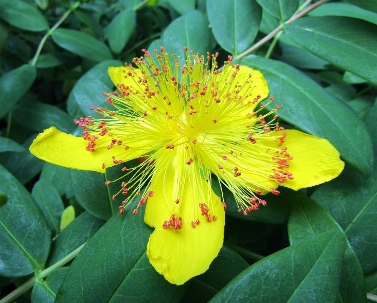 St. Johns Wort- Treat Mild to Moderate Depression, Reduce Mood Swings, Anxiety